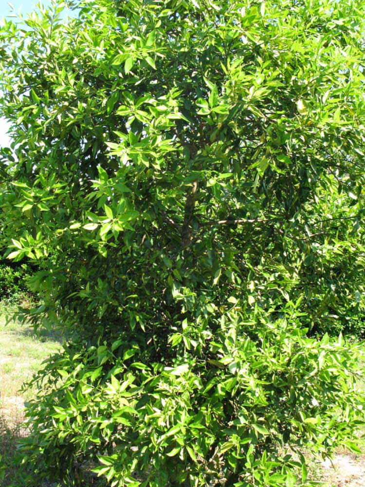            Habit (Winter Haven, FL)   